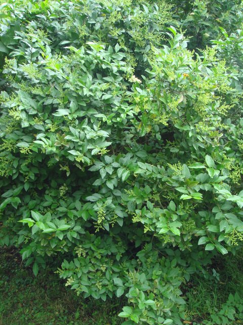 Ligustrum ovalifolium